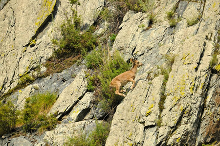 ibex 群上山