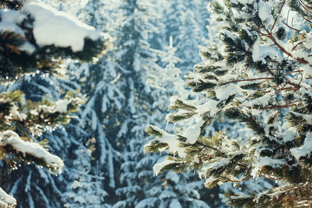 雪云杉树与冰柱