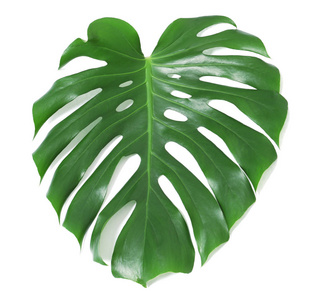 龟背竹的叶子图片