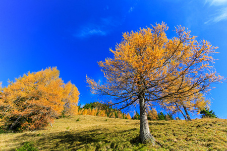 落叶松树在秋天时转橙棕色图片