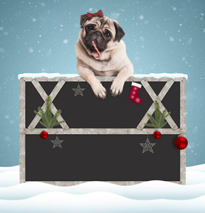 可爱可爱哈巴狗小狗狗吃糖果手杖和悬挂用爪子在空白的黑板标志，木框，圣诞装饰，在白雪皑皑的背景上