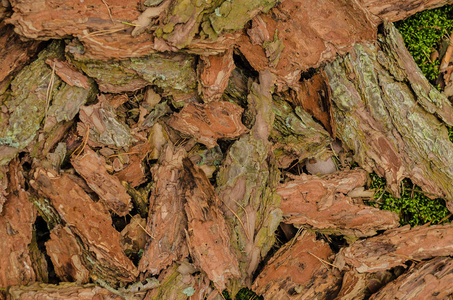 树皮 木材 松树 材料 背景 性质 森林 布朗 老，颜色，纹理