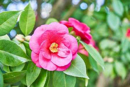 粉色茶花花