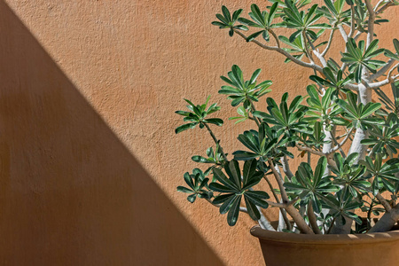 绿橙墙绿色植物的阳光图片