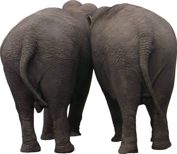 在后面的两个大象