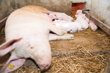猪仔和母猪图片