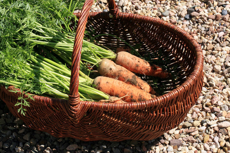 有机胡萝卜从农村朴门在柳条篮子。家园乡村花园