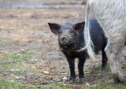 黑猪和母猪在草坪上