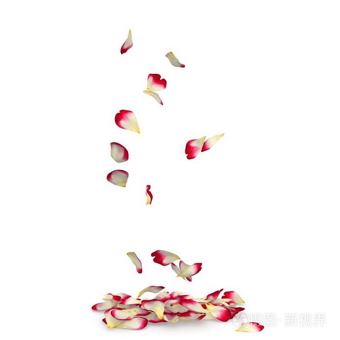 玫瑰花瓣掉在地上