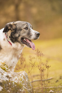 獒犬肖像