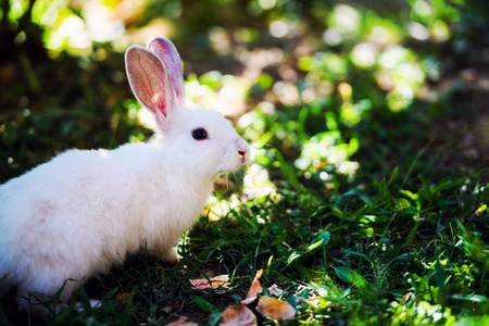 在绿色草地上的白兔子