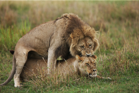 交配狮子一对照片