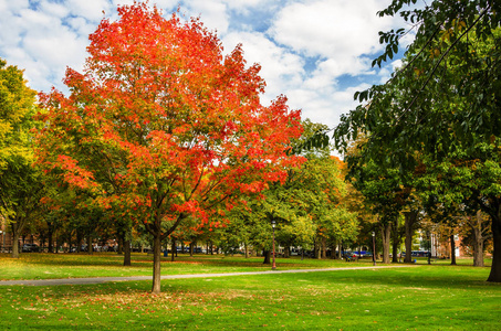 美丽的枫叶树, 在一个阳光明媚的秋天, 公园里有橘色的叶子。纽黑文, Ct