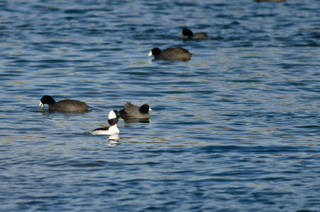 Bufflehead 在湖中游泳的泥母鸡