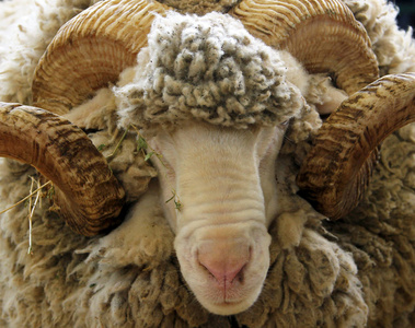 品种肖像白公羊肖像(groznenskaya品种)照片