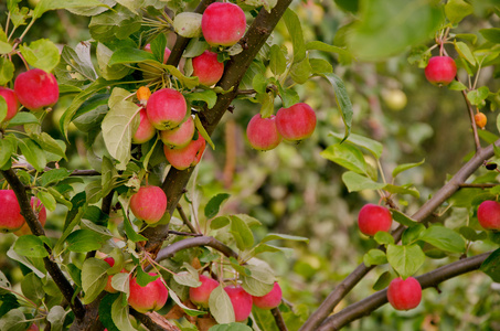 一棵树上成熟的红苹果