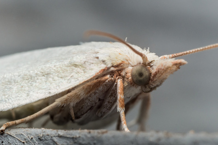 白蛾与灰色表面轮廓视图上的绿眼睛照片