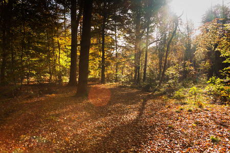 五颜六色的秋季场景与抽象镜头耀斑