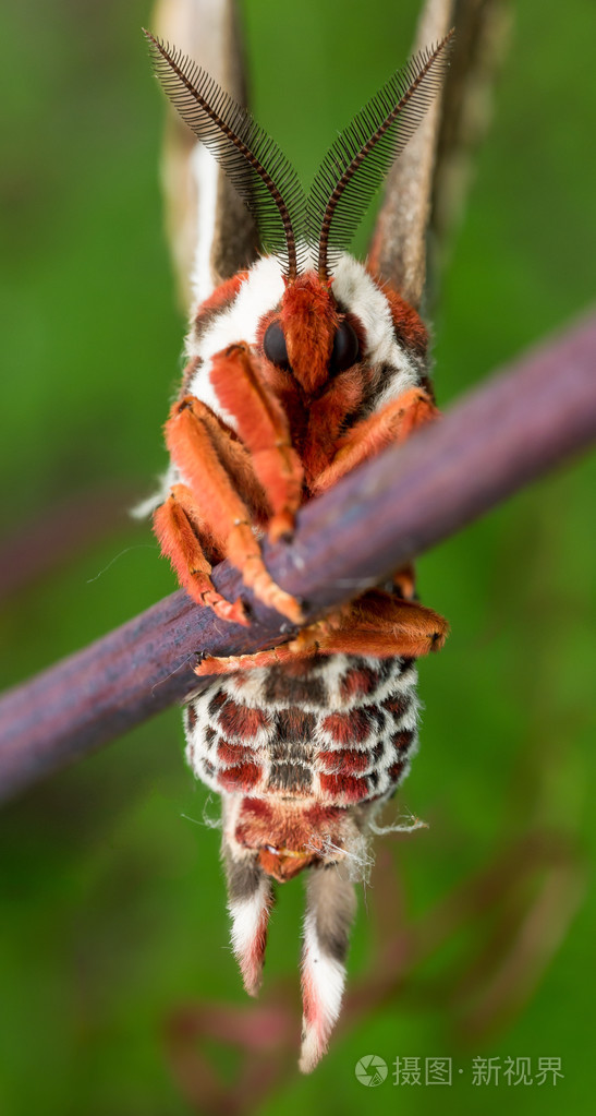 橙色,白色和棕色的巨型蚕蛾上紫色的前视图