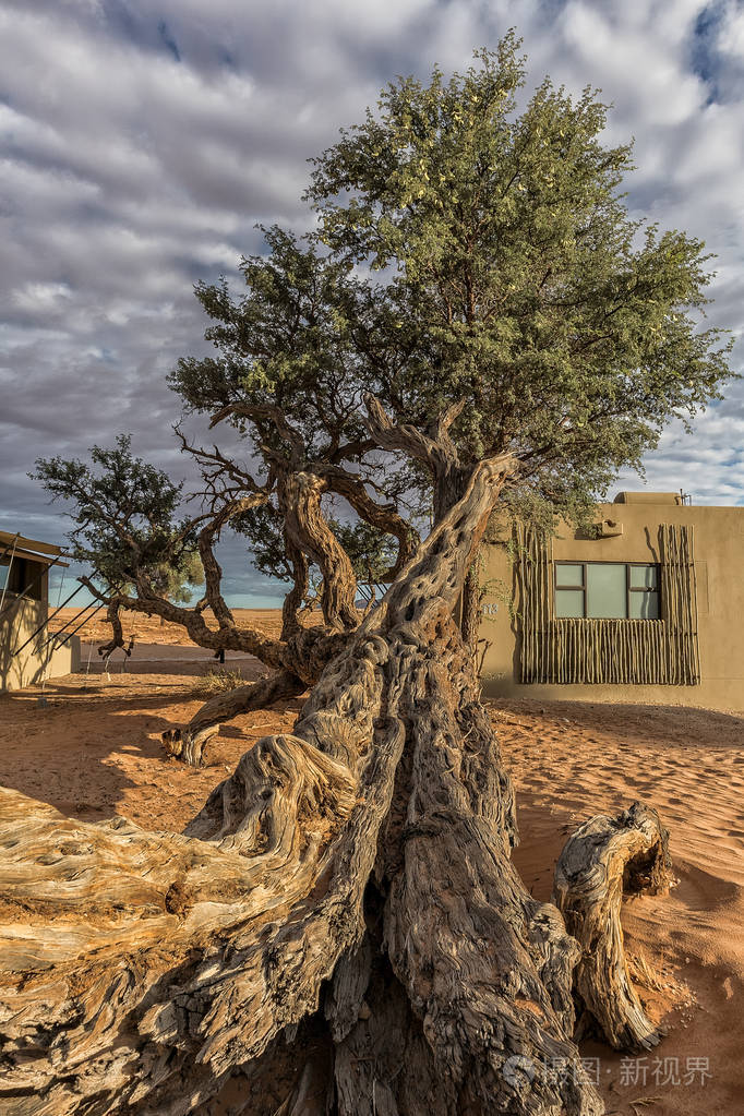 纳米比亚沙漠中的非洲树照片-正版商用图片0fzxhi-摄图新视界