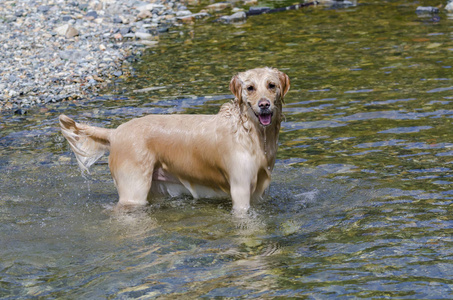 金色猎犬在湖中快速奔跑