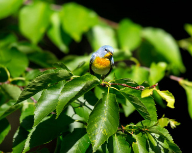 加拿大魁北克北部 Parula