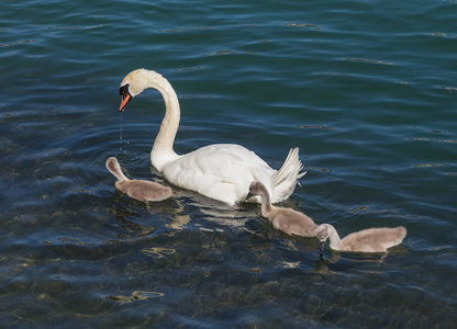 天鹅与 cygnets