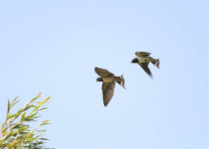 燕子飞得很高在蓝蓝的天空中广泛展开它的翅膀照片