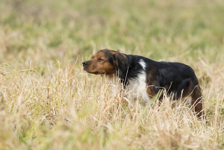 Fench 布列塔尼猎犬狩猎