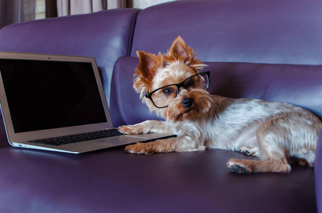 小美丽的约克郡猎犬在眼镜使用笔记本电脑, 而躺在沙发上的室内照片