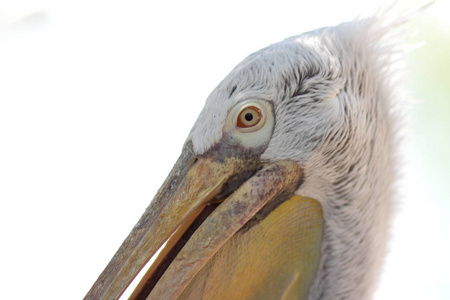 鹈鹕头, 白色鸟具大黄色喙, 动物保护, 鹈鹕特写与模糊背景, 空白为