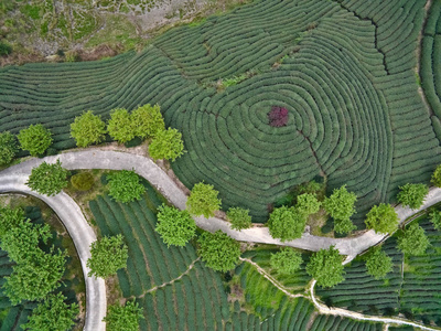 在山地茶园景观空中摄影