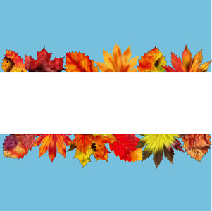 一组色彩鲜艳的秋叶上空白背景