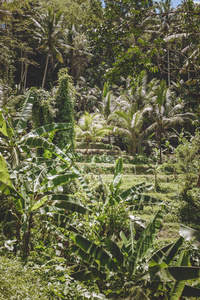 风景秀丽的种植园, 各种各样的树和植物与绿色叶子, 巴厘岛, 印度尼西亚