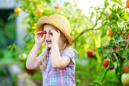 可爱的小女孩采摘西红柿