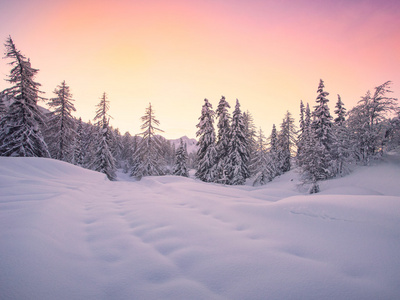 美丽的冬天风景与雪覆盖的树木