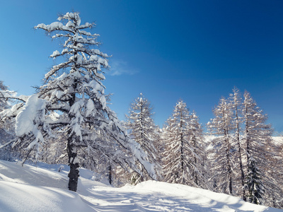 傅高义滑雪中心 Julian 阿尔卑斯山区附近的冬季景观