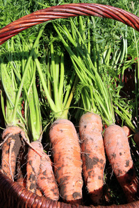 有机胡萝卜从农村朴门在柳条篮子。家园乡村花园