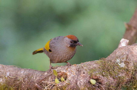 自然银耳 laughingthrush