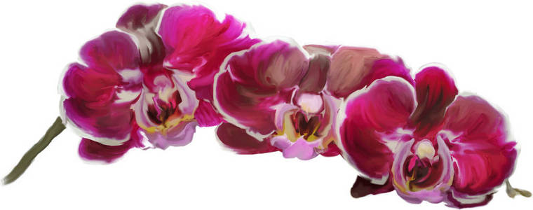 美丽的粉红色的兰花孤立在白色背景上的一枝