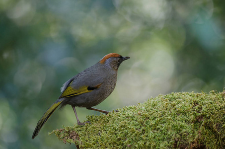 自然银耳 laughingthrush