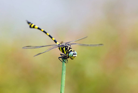 金色包围金色的环状的蜻蜓照片