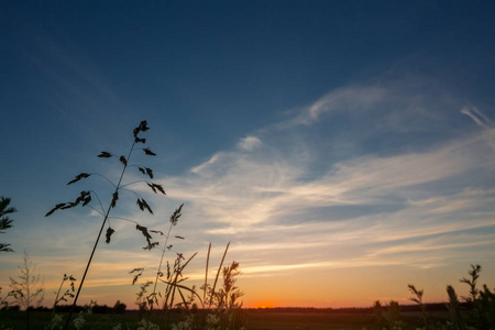 风景如画的夕阳在田野里。温暖的夏日傍晚在草地上