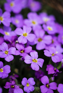 一组小紫花