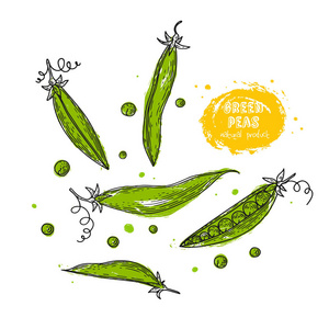 绿豌豆手画插图的风格雕刻。详细的素食美食图画。农产品市场的产品。垃圾插图创建菜单, 食谱, 装饰厨房用品