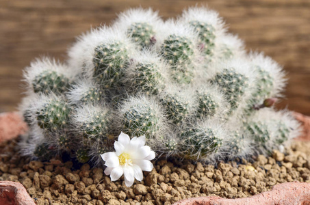仙人掌花的宏图片