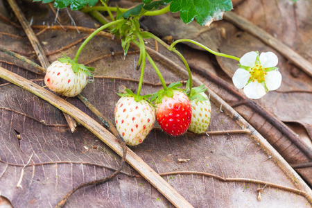 年轻的草莓果实和植物