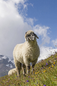 羊在 Hohe Tauern 山