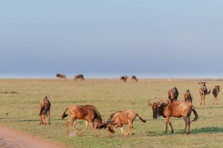 在乾的草田牛羚牛群图片