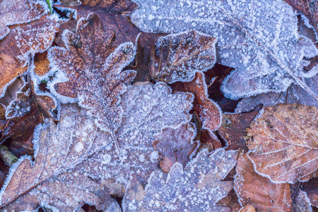 冬季霜叶森林地板自然细节